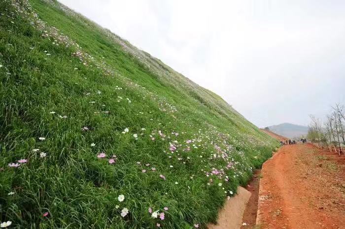 邊坡草種：草灌花混播