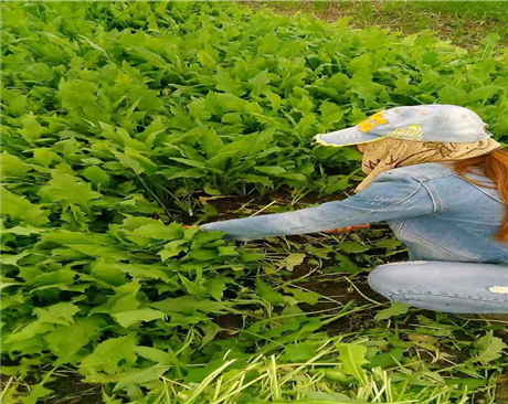 飼用苦荬草