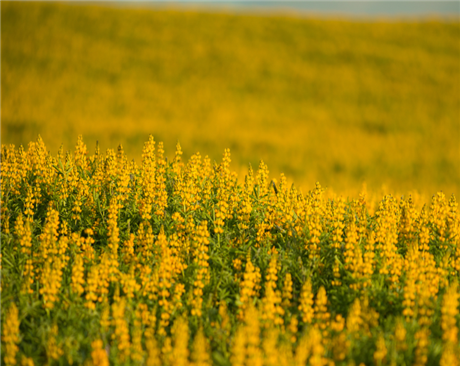 黃花羽扇豆-牧用、綠肥